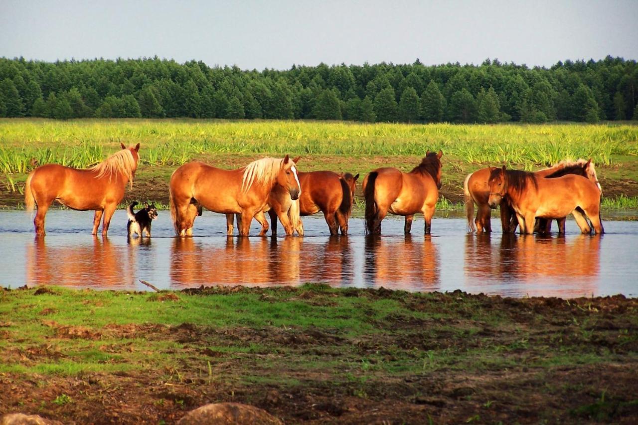 Biebrza24 - Agroturystyka Sztabin Ngoại thất bức ảnh